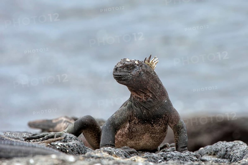Sea Iguana or Galapagos Marine Iguana (Amblyrhynchus cristatus hassi)