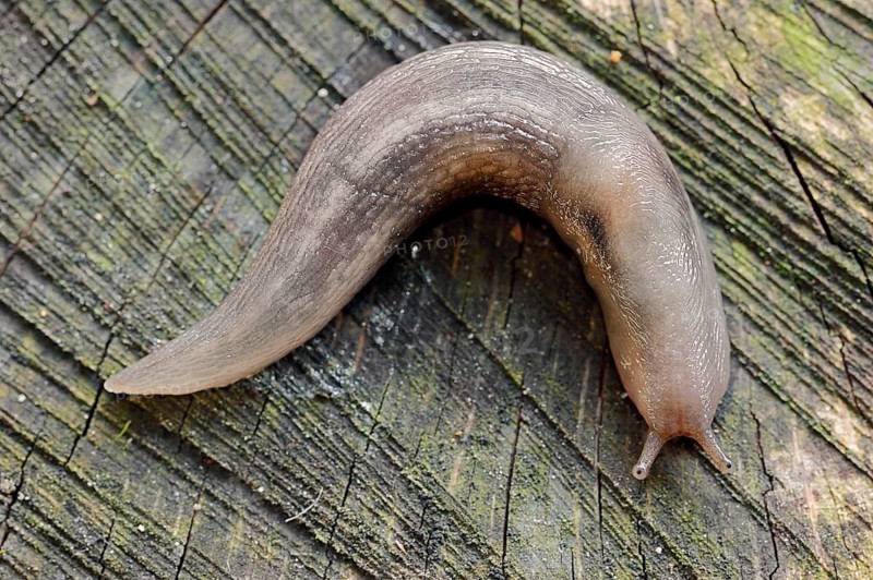 Tree Slug (Lehmannia marginata)