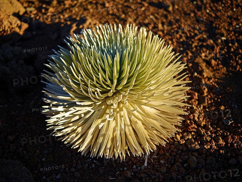 Haleakala Silversword (Argyroxiphium sandwicense macrocephalum)