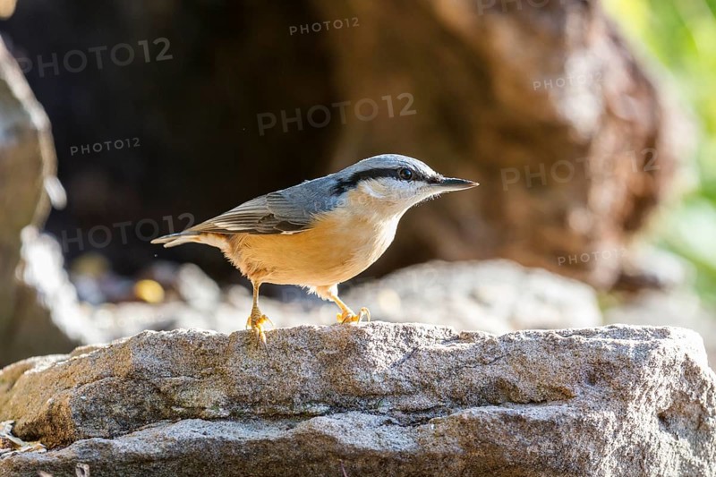 Eurasian Nuthatch (Sitta europaea)