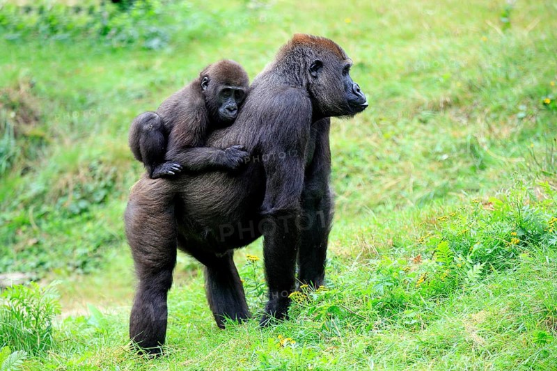 Western Lowland Gorilla (Gorilla gorilla gorilla)