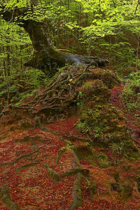 Beech trees