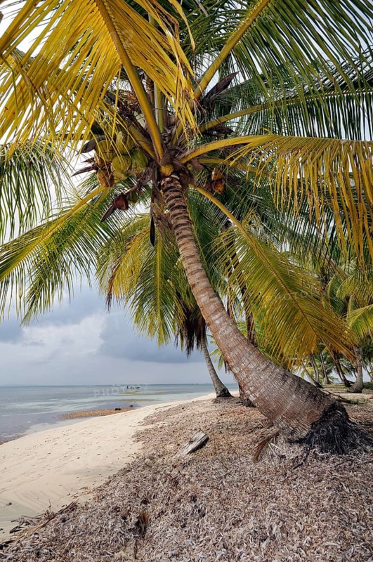 Lonely beach with palm trees