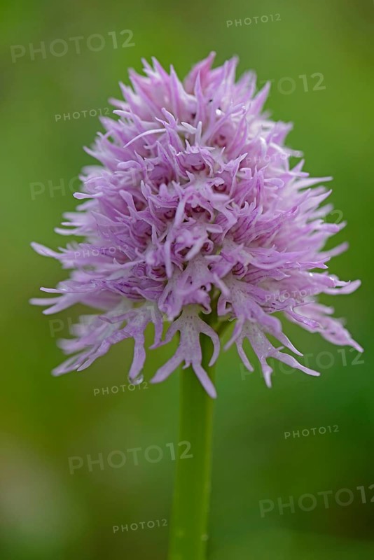 Naked Man Orchid or Italian Orchid (Orchis italica)