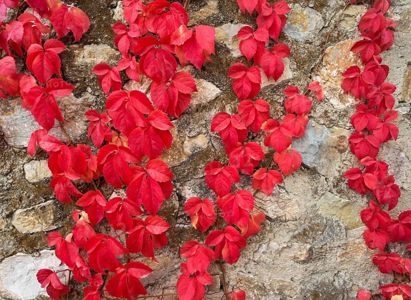 Wild Vine (Vitis vinifera) creeping on a stone wall