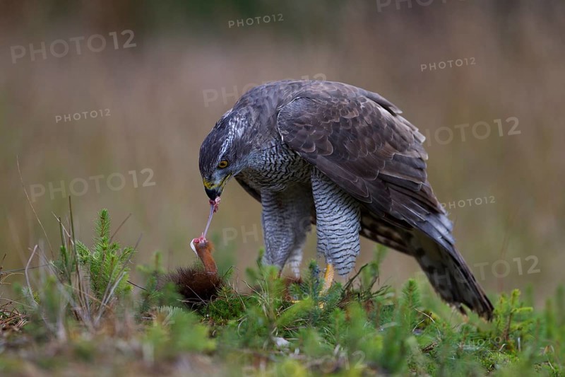 Northern Goshawk (Accipiter gentilis) with a captured squirrel