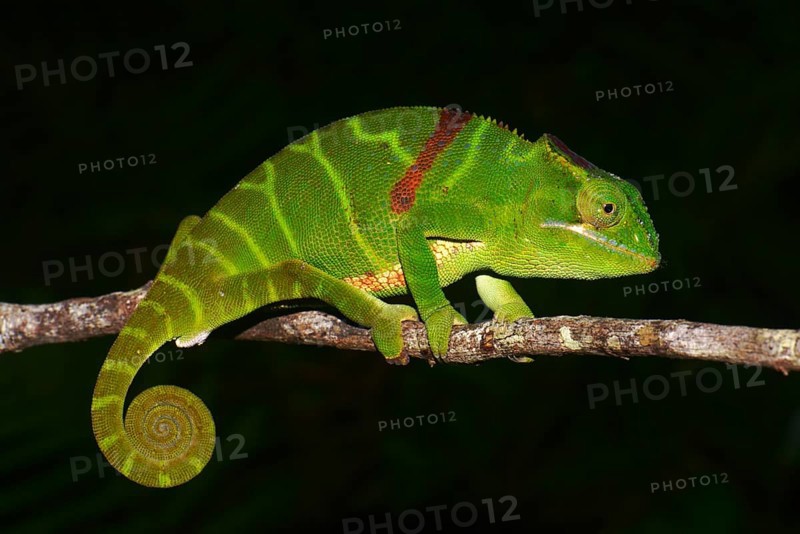Chameleon (Furcifer timoni)