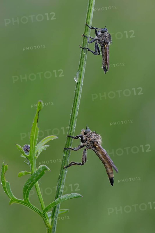 Robber Flies (Eutolmus rufibarbis) and (Neomochtherus geniculatus)