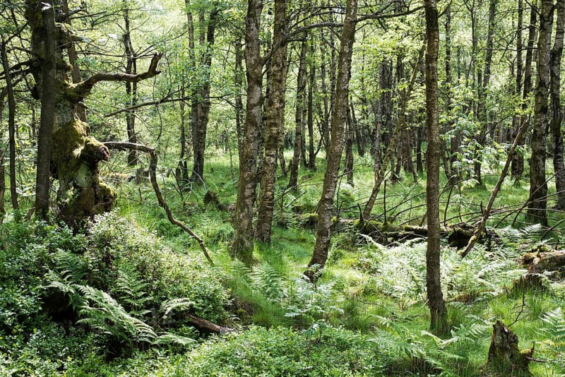 Forest in the Rotes Moor nature reserve
