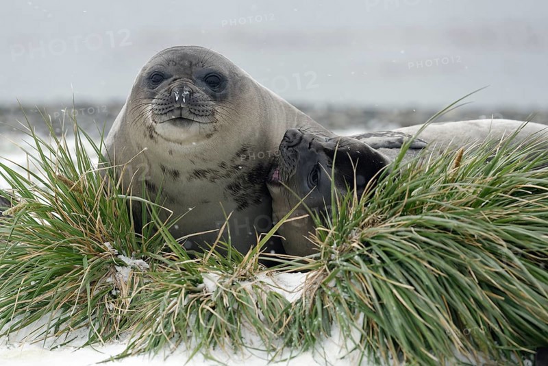 Two Southern elephant seals (Mirounga leonina)
