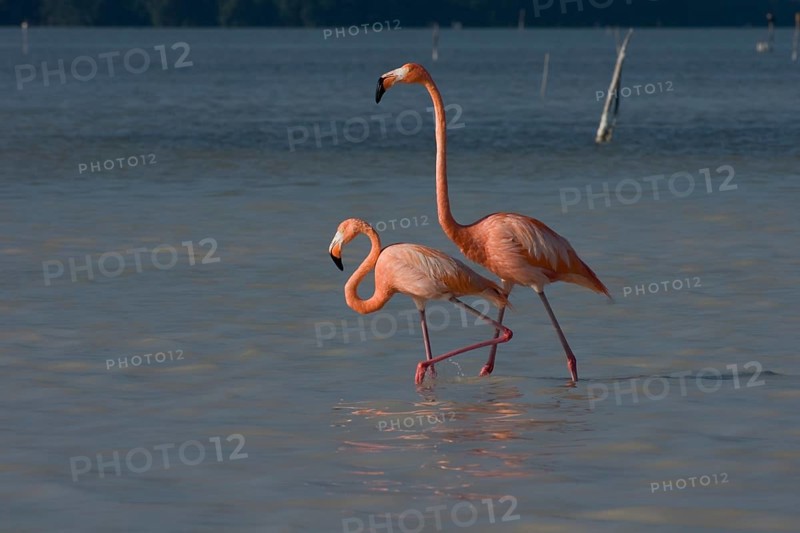 American flamingos (Phoenicopterus ruber)