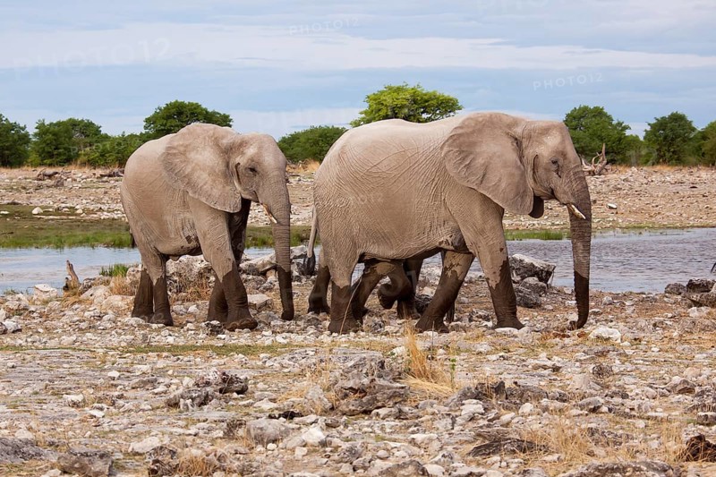 African elephants (Loxodonta africana)