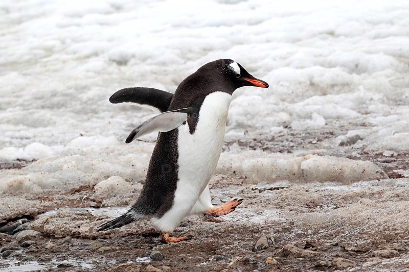 Gentoo Penguins (Pygoscelis papua)