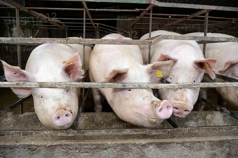 Pigs in a pig farm