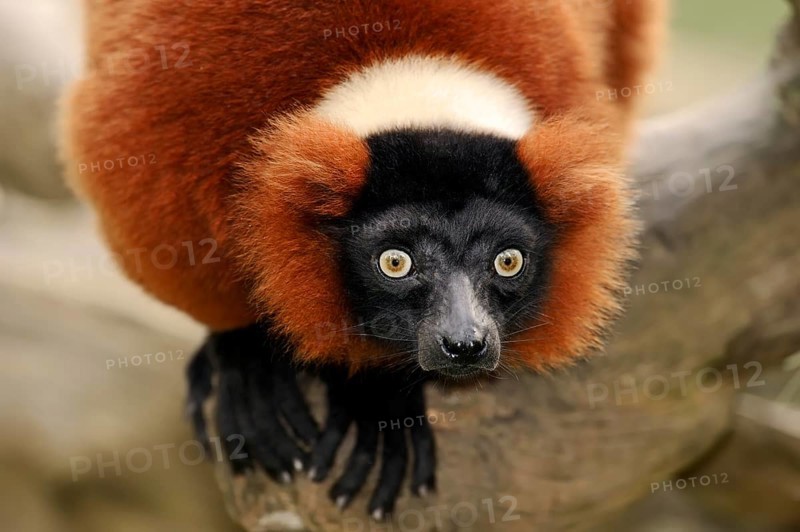 Red Ruffed Lemur (Varecia variegata rubra