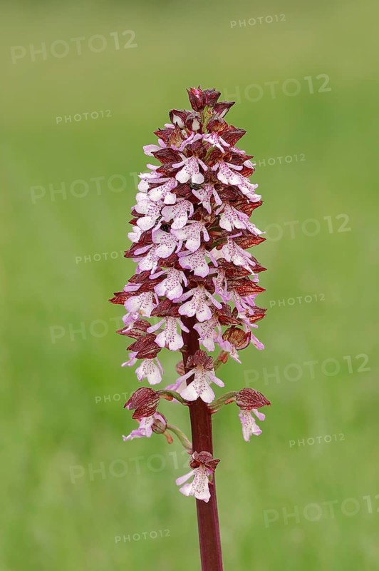 Lady Orchid (Orchis purpurea)