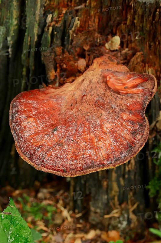 Beefsteak Fungus