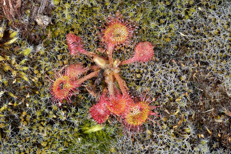 Sundew (Drosera rotundifolia)