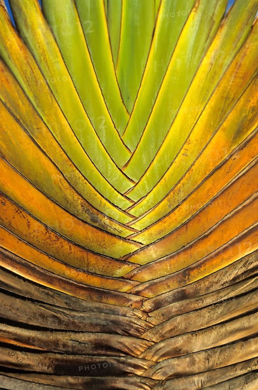 Petioles from the Traveller's Tree or Traveller's Palm (Ravenala madagascariensis)