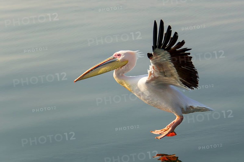 Great White Pelican (Pelecanus onocrotalus)