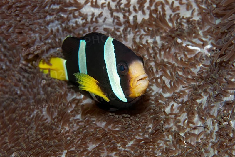Clark's Anemonefish or Yellowtail Clownfish (Amphiprion clarkii) at a Merten's Carpet Anemone (Stichodactyla mertensii)