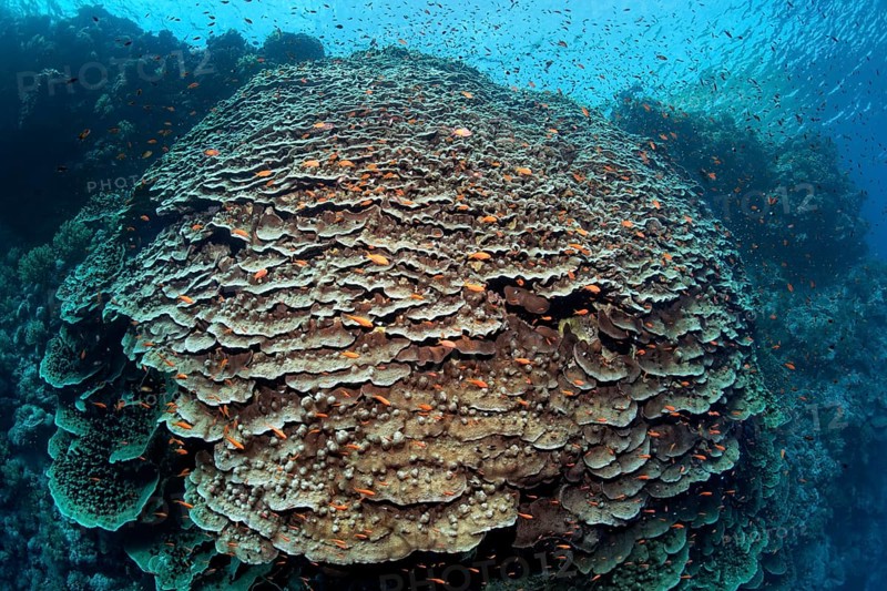 Large Polyped Stone Coral (Merulina ampliata) on steep drop of Zarbagad island