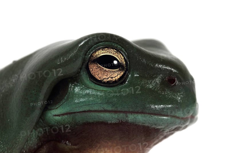 Dainty Green Tree Frog (Litoria gracilenta)