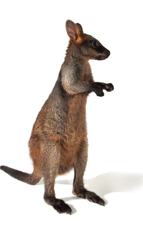 Swamp Wallaby (Wallabia bicolor)