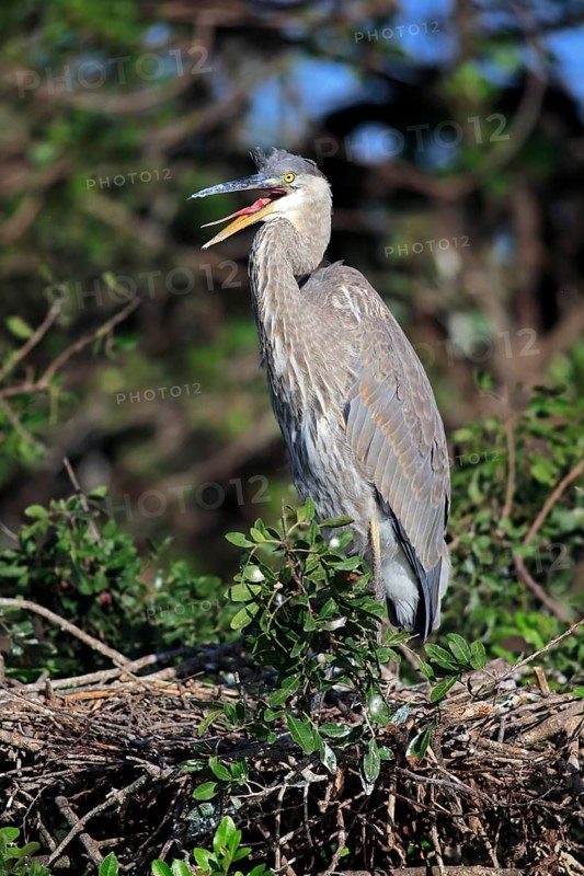 Great Blue Heron (Ardea herodias)