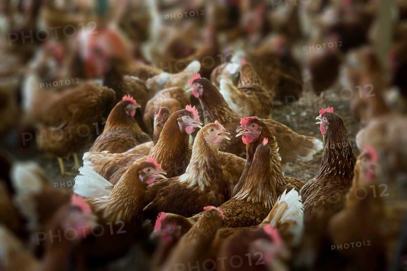 Chickens on a poultry farm
