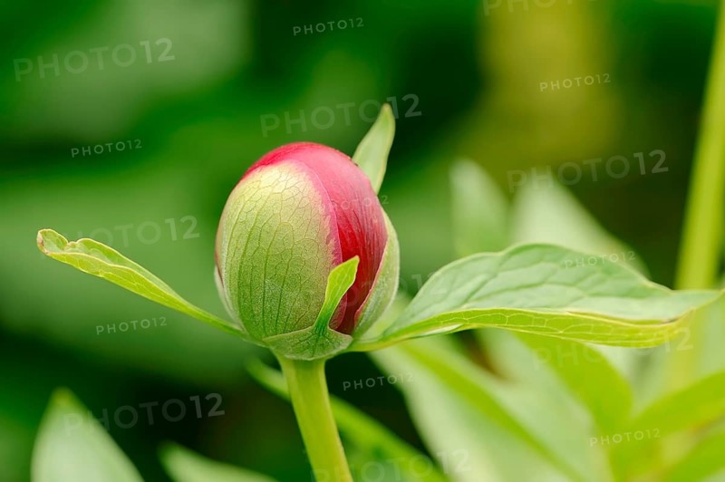 Chinese peony (Paeonia lactiflora)