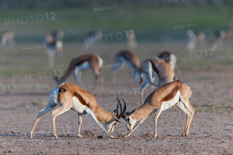 Male Springboks (Antidorcas marsupialis) fighting for dominance and social rank in the herd