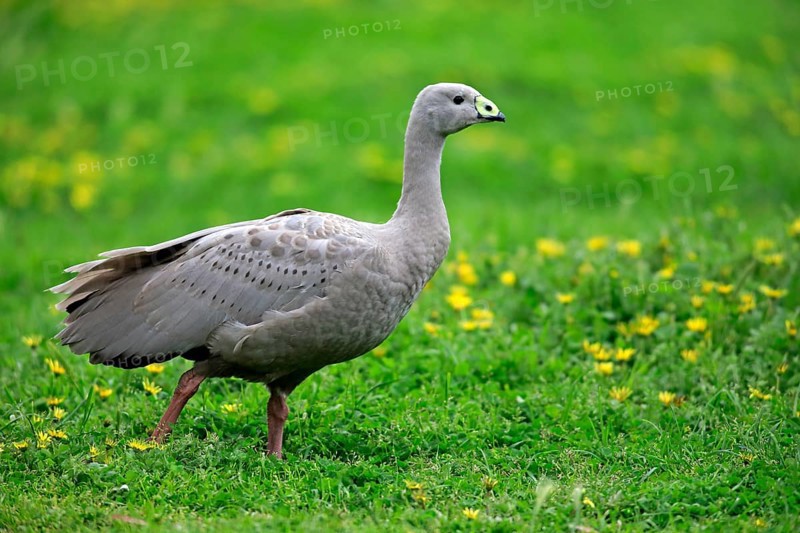 Cape Barren goose (Cereopsis novaehollandiae)