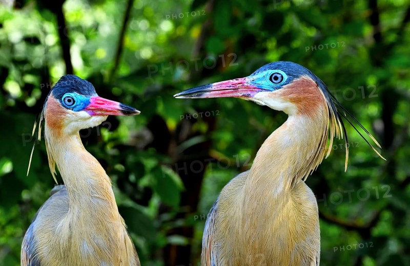 Whistling Herons (Syrigma sibilatrix sibilatrix)