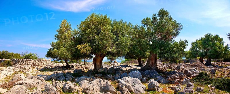 Ancient Olive trees (Olea europaea)
