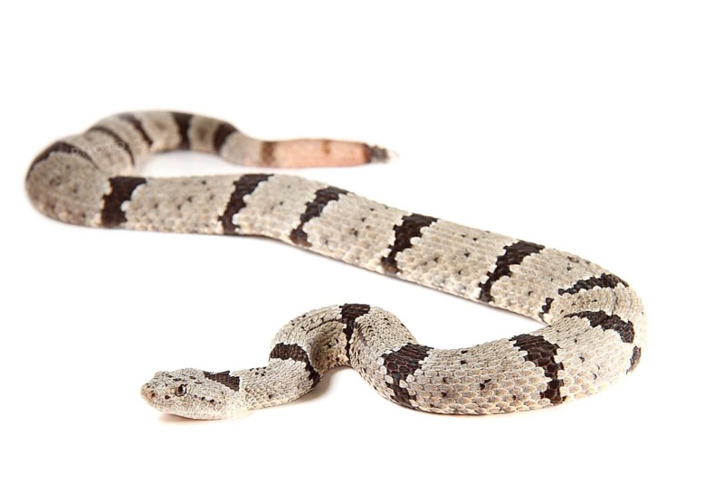 Rock Rattlesnake (Crotalus lepidus)