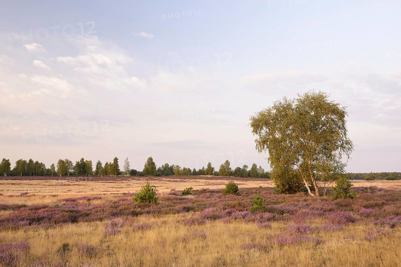 Open heath with birch (Betula sp.)