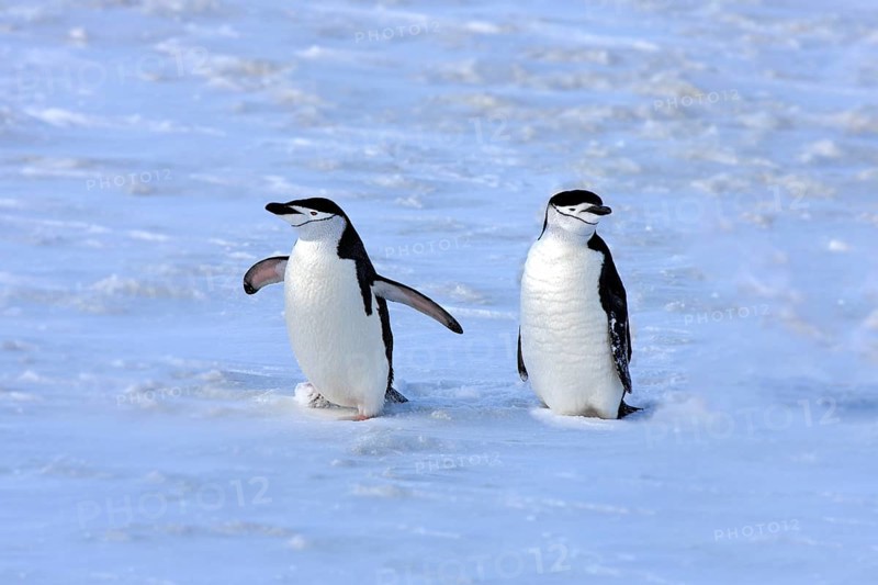 Chinstrap penguins (Pygoscelis antarctica) pair