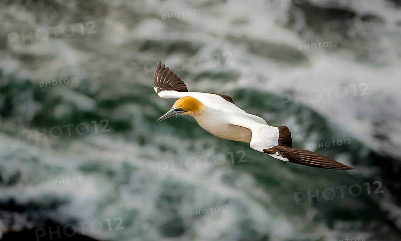 Australasian Gannet (Morus serrator) in flight