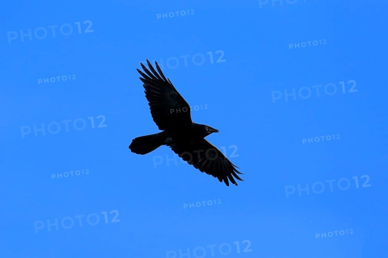 Fish Crow (Corvus ossifragus)