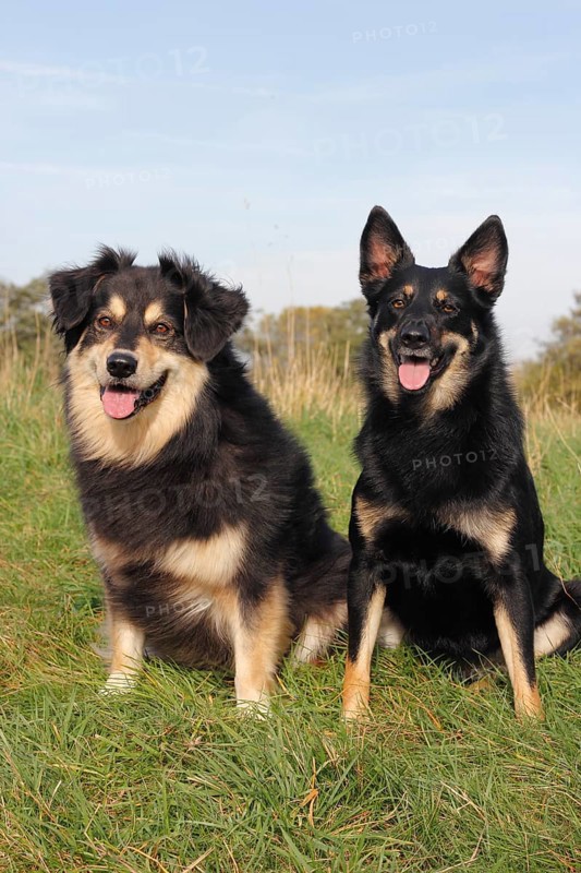 Two mixed-breed dogs sitting on a meadow
