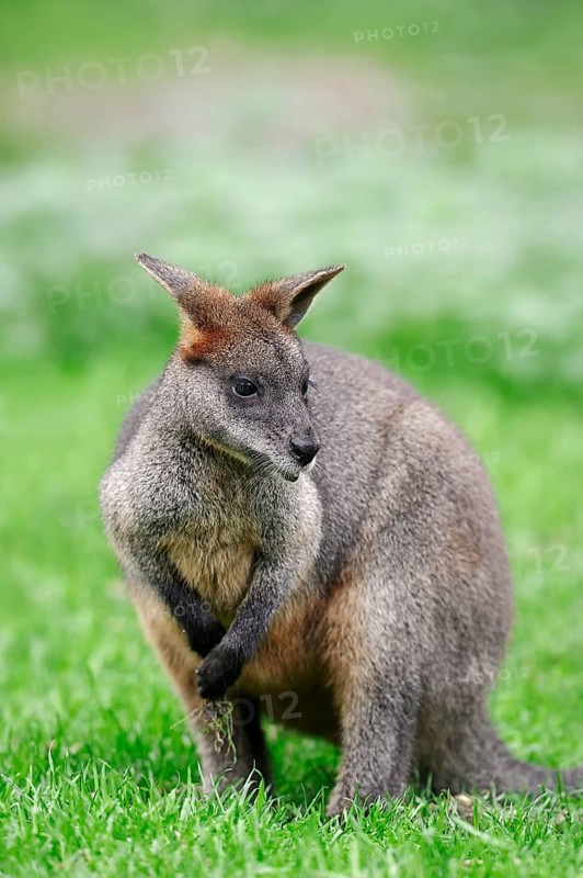 Swamp Wallaby (Wallabia bicolor)