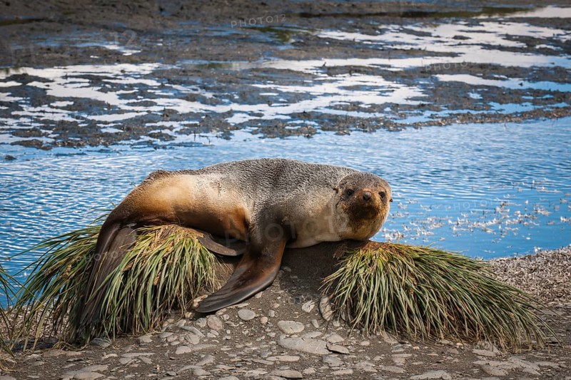 Antarctic Fur Seal (Arctocephalus gazella) resting on tussock grass