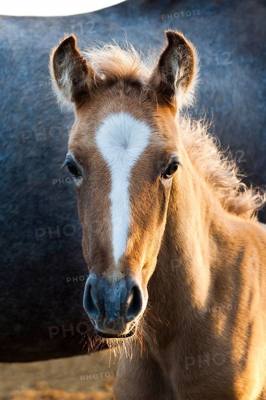 Lusitano horse