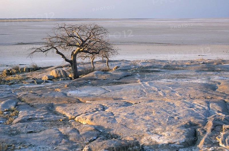 Baobab Trees (Adansonia digitata) on Kubu Island amidst the Makgadikgadi Pan