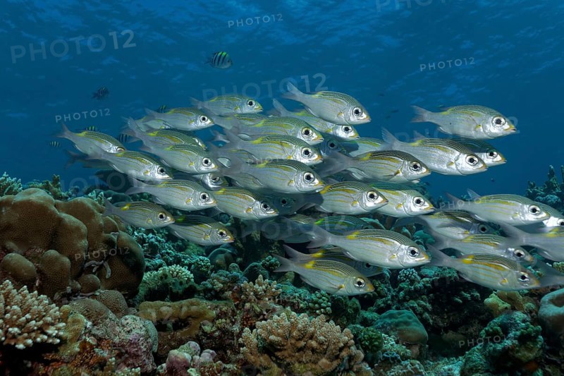 Swarm of Striped Large-eye Bream (Gnathodentex aureolineatus) swimming over a coral reef