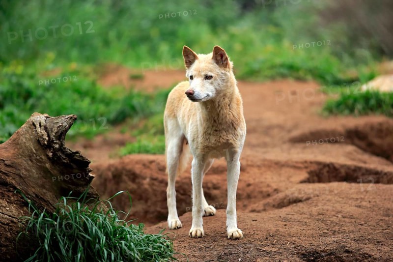 Dingo (Canis familiaris dingo)