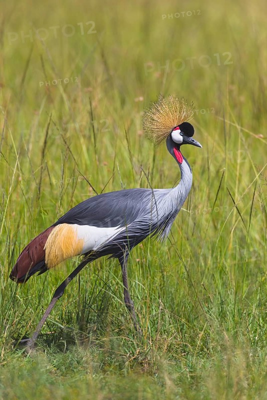 Grey crowned crane (Balearica regulorum) walking in tall grass