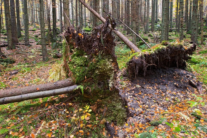 Norway Spruce (Picea abies)