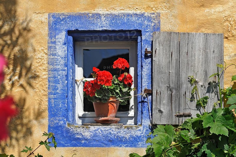 Small window with flowering Geraniums (Pelargonium Zonal Hybrid) on the Hackerhaus building
